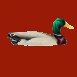 mallard